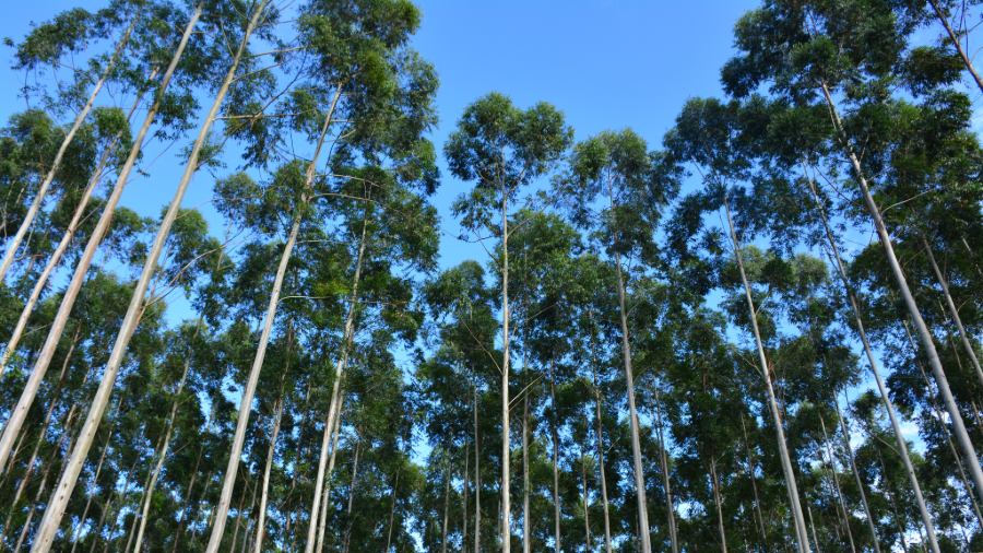 Imagem de uma floresta com árvores de troncos altos e finos com folhas bem na ponta, sob um céu azul.