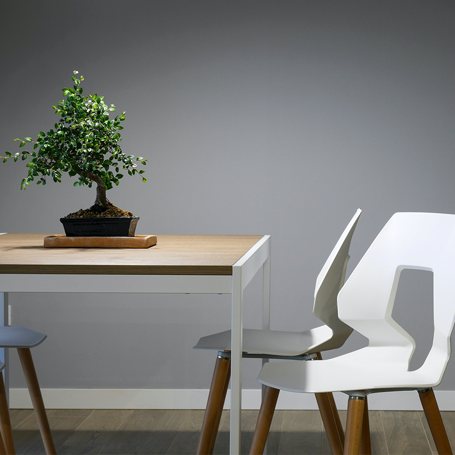 Fotografia de um espaço interno com uma mesa, cadeiras e um vaso de bonsai.