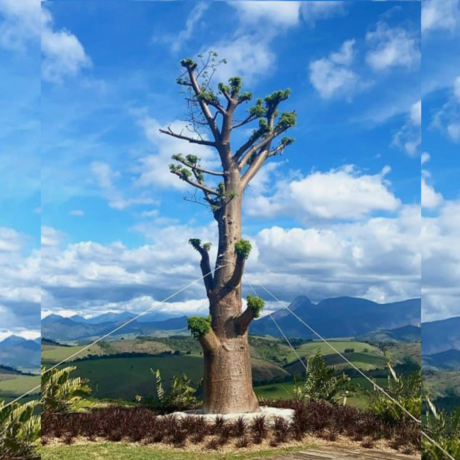árvore da espécie Baobá centralizada na imagem, durante seu plantio no Rancho da Montanha, com cordas dando sustentação ao processo. 