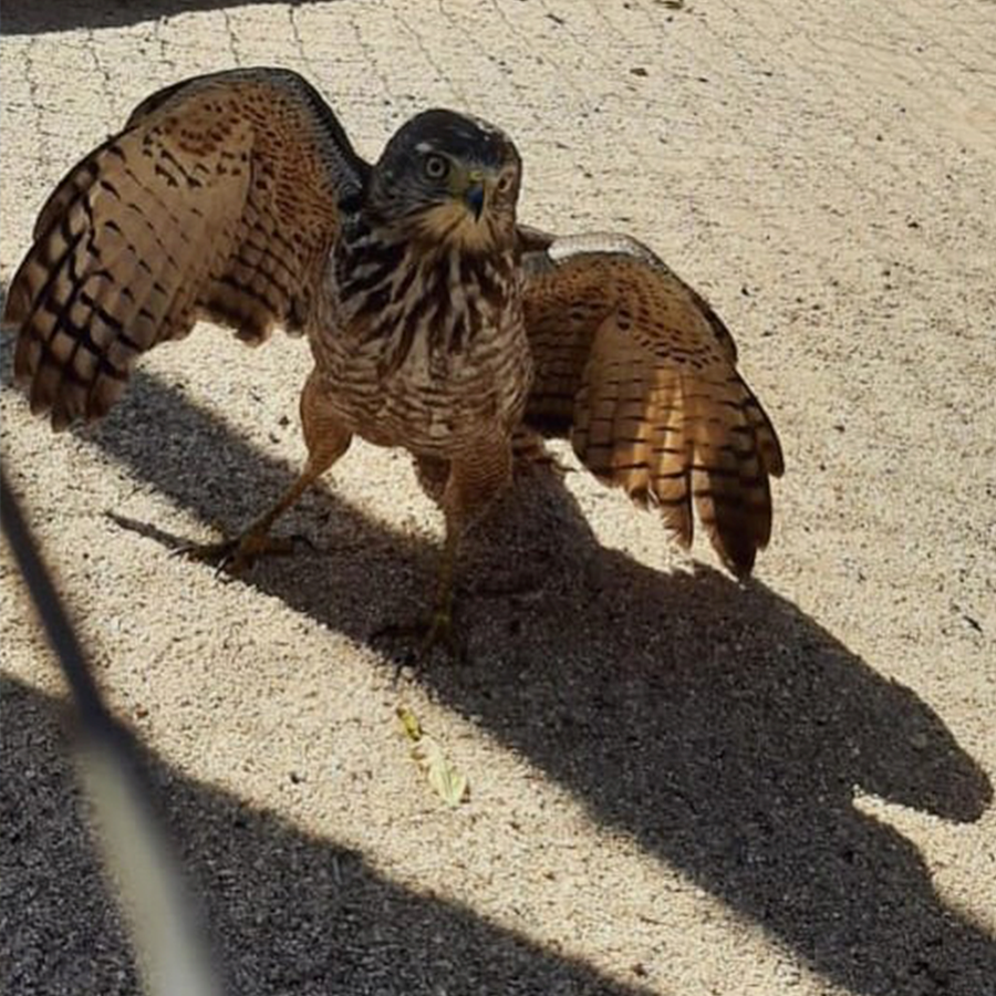 ave falcão com as asas abertas em solo, animal em recuperação após resgate de ong. 