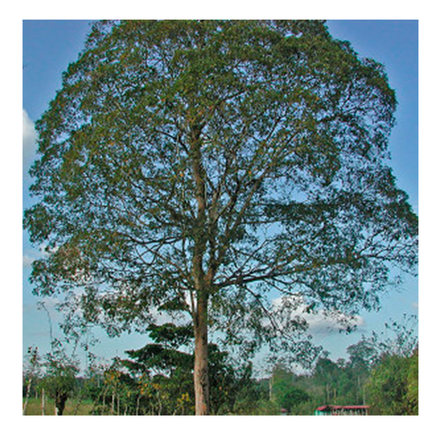 Fotografia com vista frontal da árvore Cumaru.