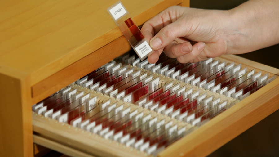 Um armário de madeira com a gaveta aberta com diversas amostras de madeira organizadas, uma dessas amostras sendo segurada por uma pessoa.