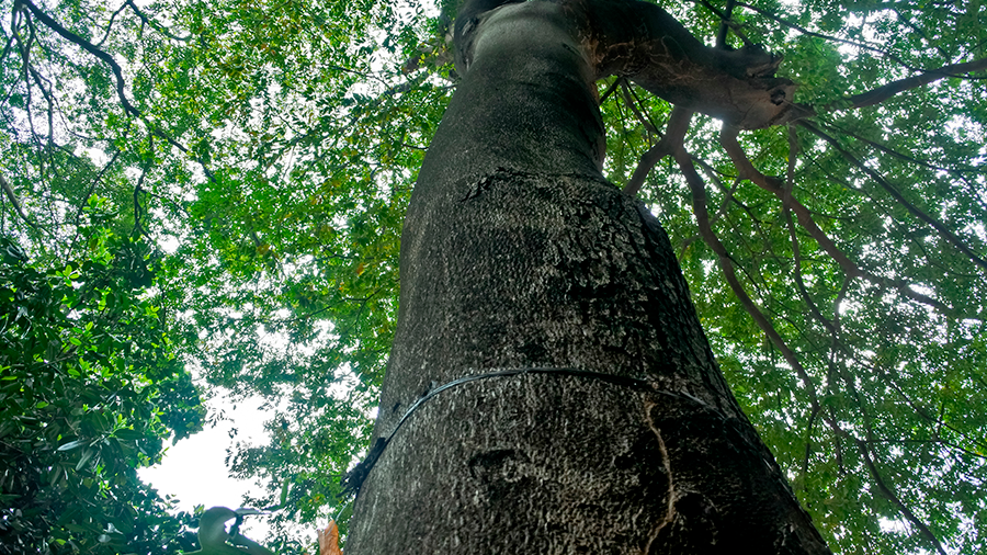 Fotografia de um tronco de jatobá