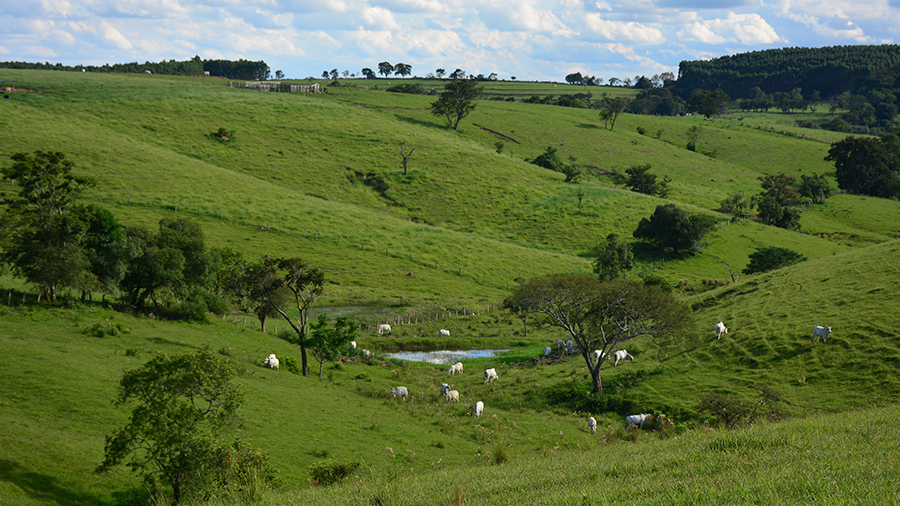 Vista de cima de uma área de pastagem, com pequenas montanhas e gado no meio do ambiente