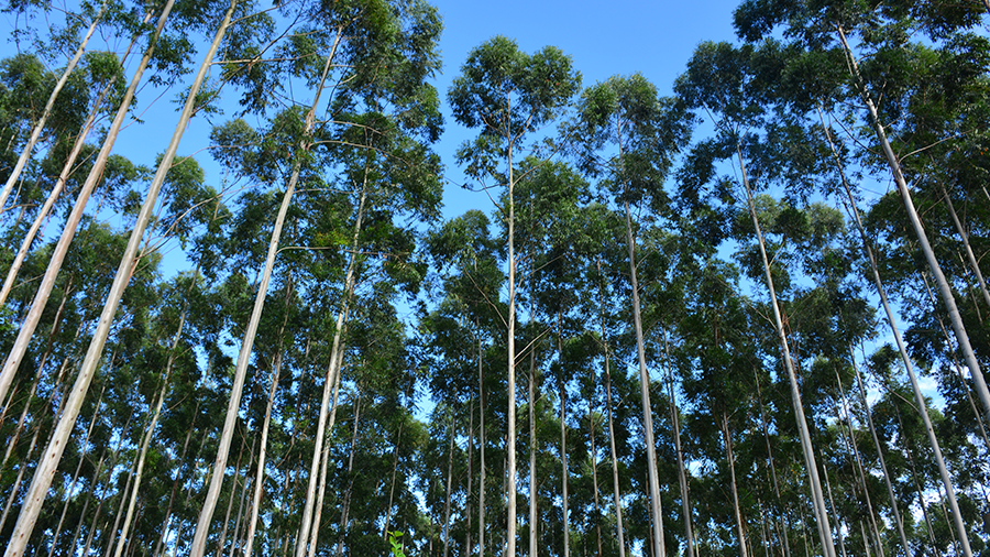 Vista de baixo para cima de uma plantação de árvores de eucalipto