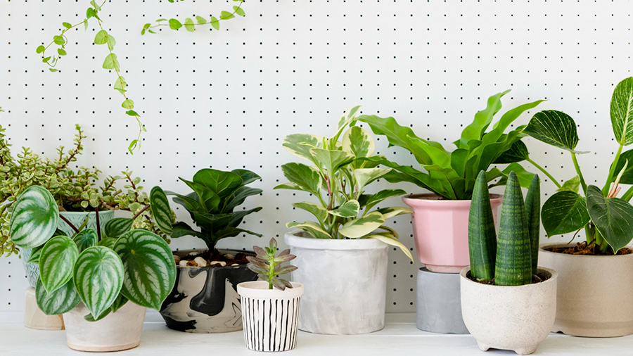  Imagem de uma mesa branca com diversos vasos de diferentes tamanhos, cores e tipos de plantas para ter dentro de casa e um painel branco com furos ao fundo.